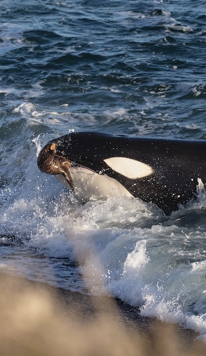 Orcas Hunting Peninsula Valdes Argentina