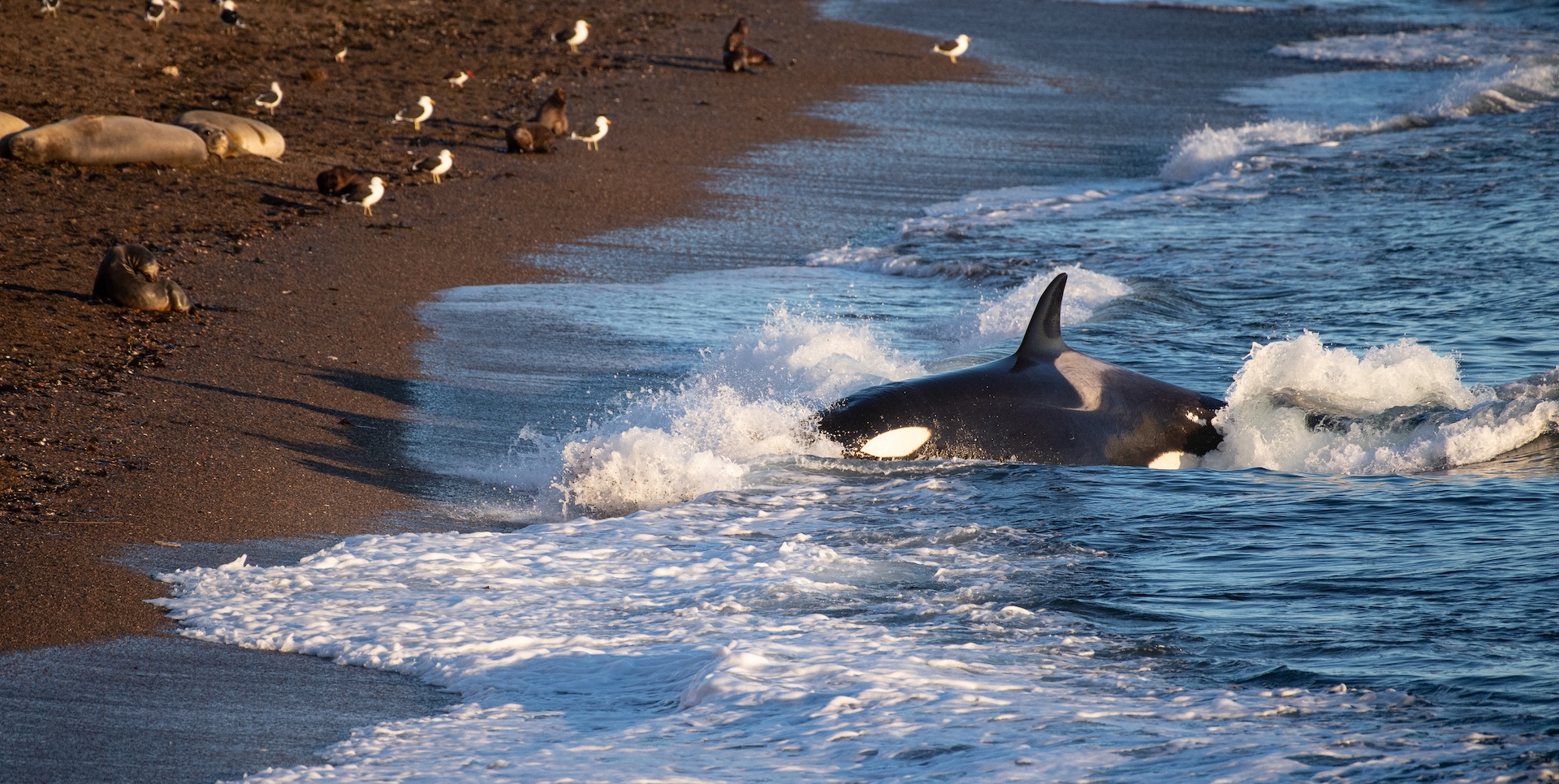 Peninsula Valdés - Orcas Hunting Peninsula Valdés - Orcas Hunting