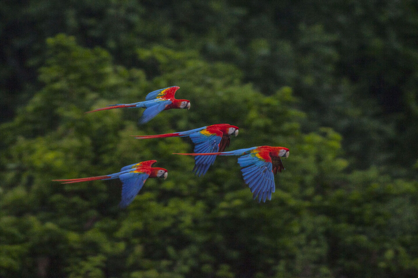 arara-amazonia-JMR arara-amazonia-JMR