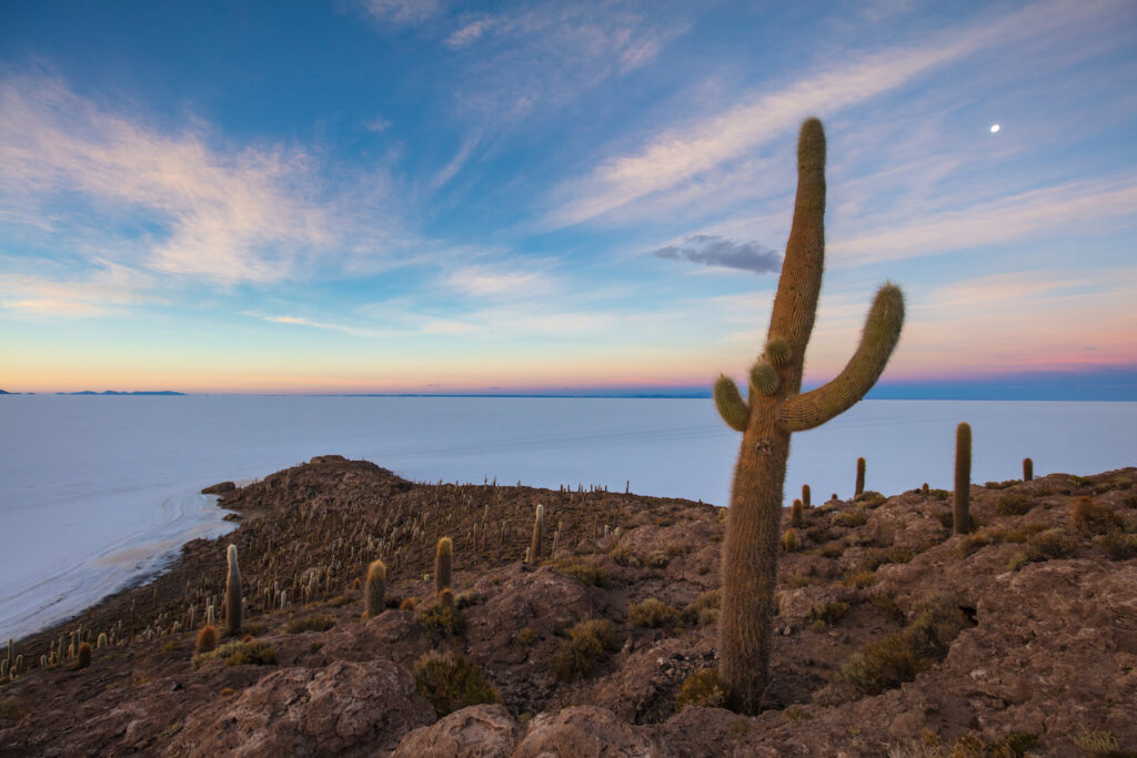 cacto-bolivia