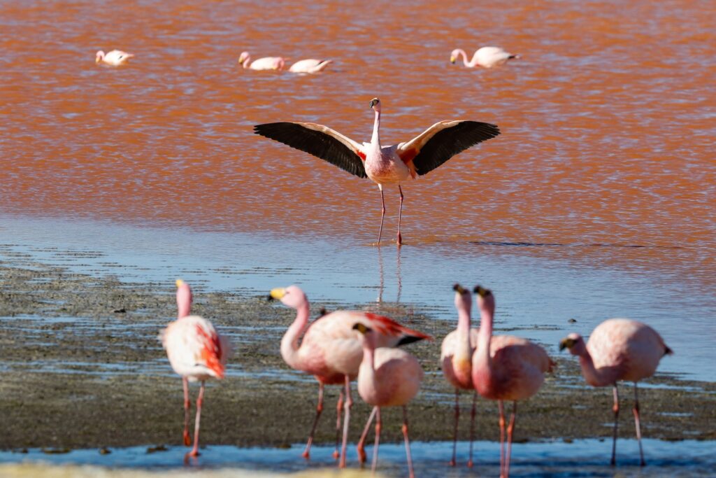 flamingo-bolivia