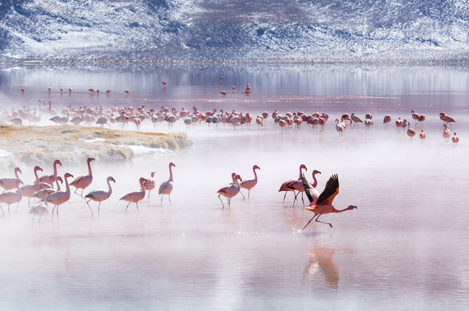 flamingos-bolivia flamingos-bolivia