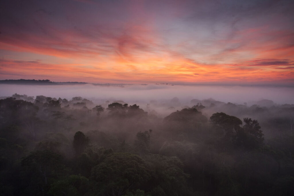 floresta-amazonia