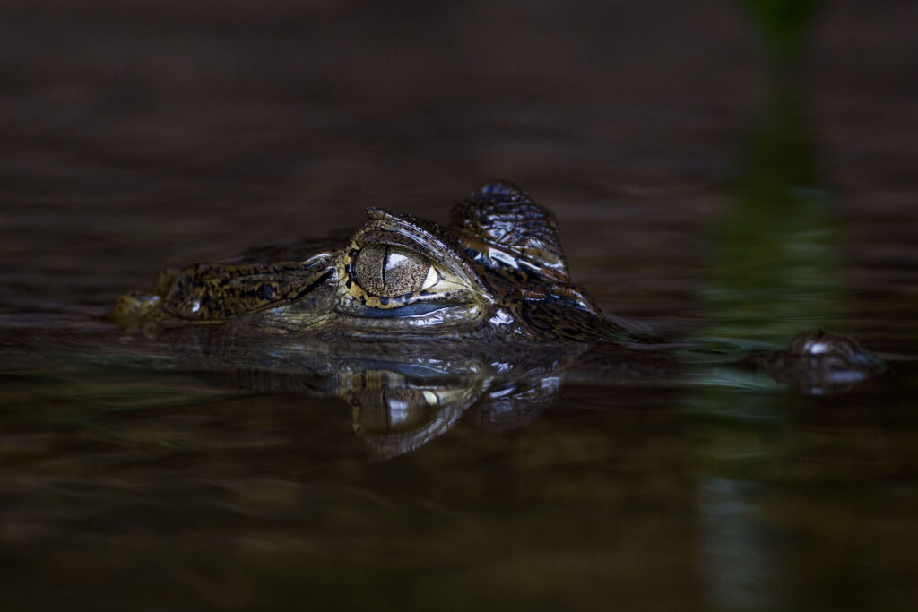 jacare-amazonia