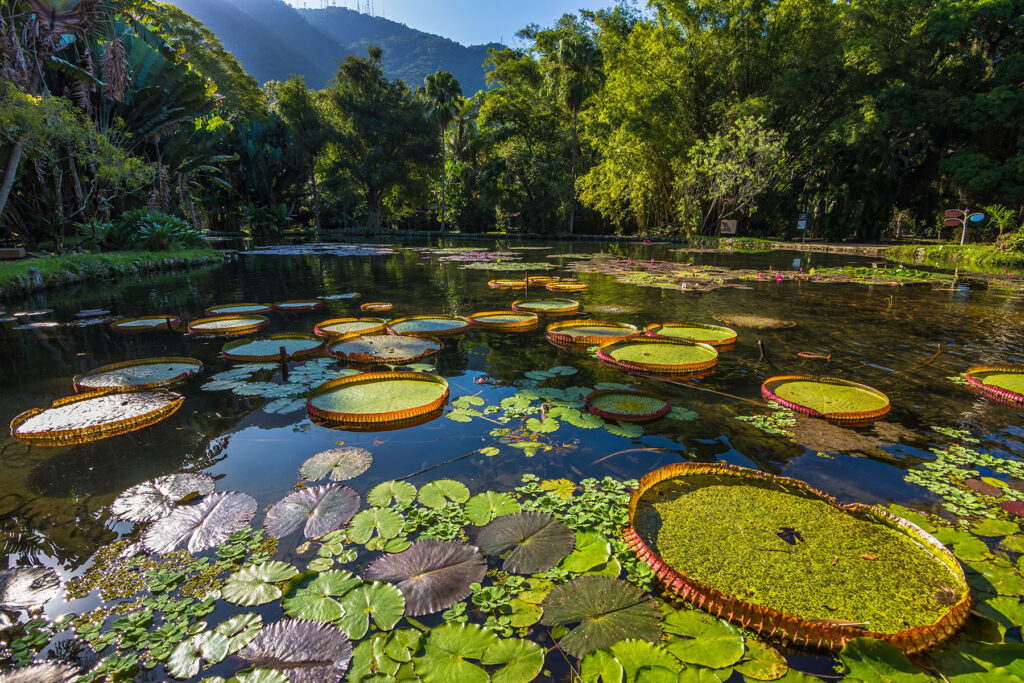 jardim-botanico-rio-de-janeiro