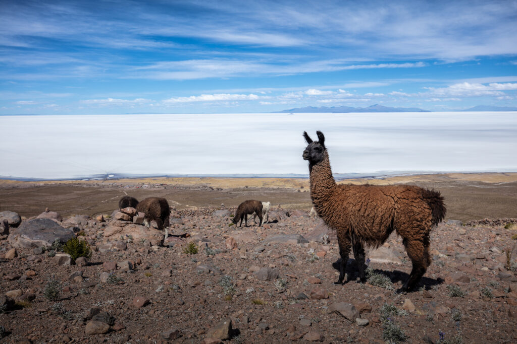 lhama-bolivia