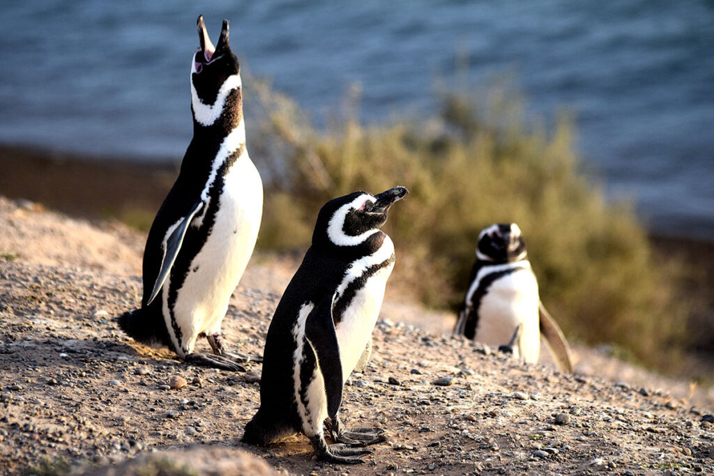 mar-pinguins-oceano-peninsula-valdes
