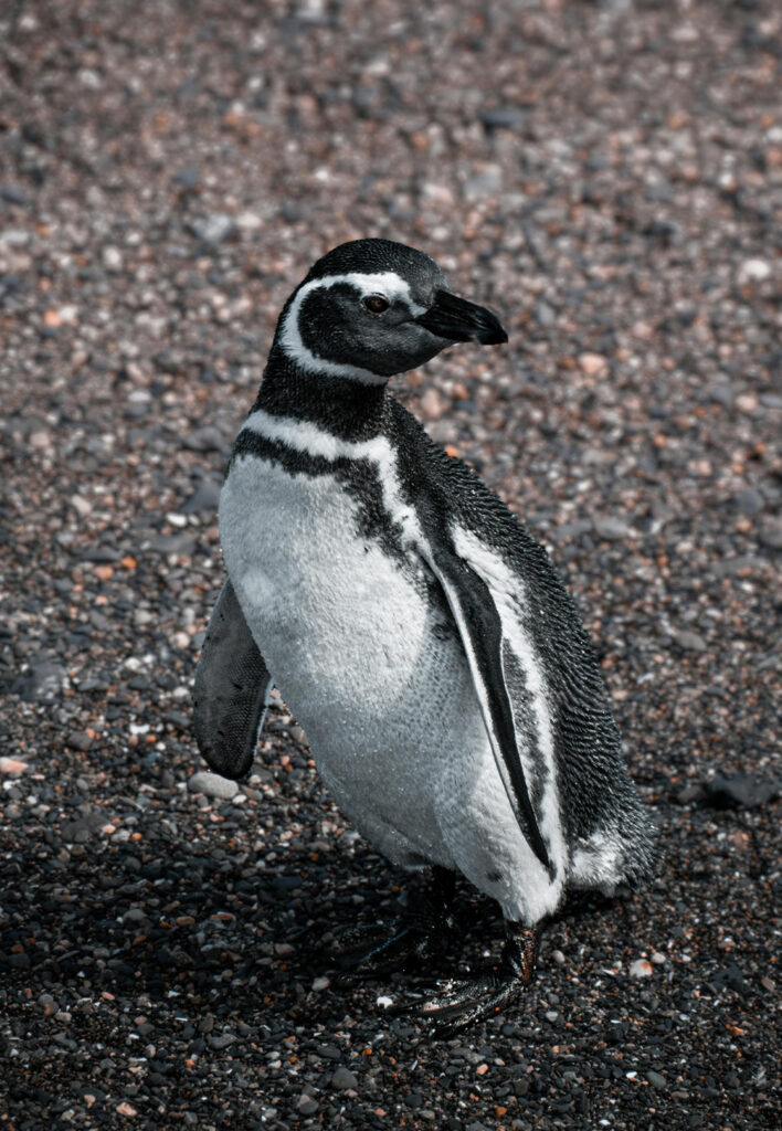 pinguim-patagonia-argentina