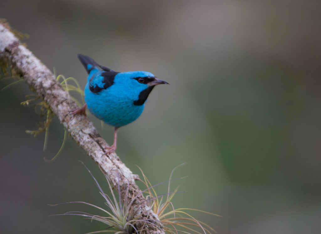 Atlantic Rainforest BLUE DACNIS