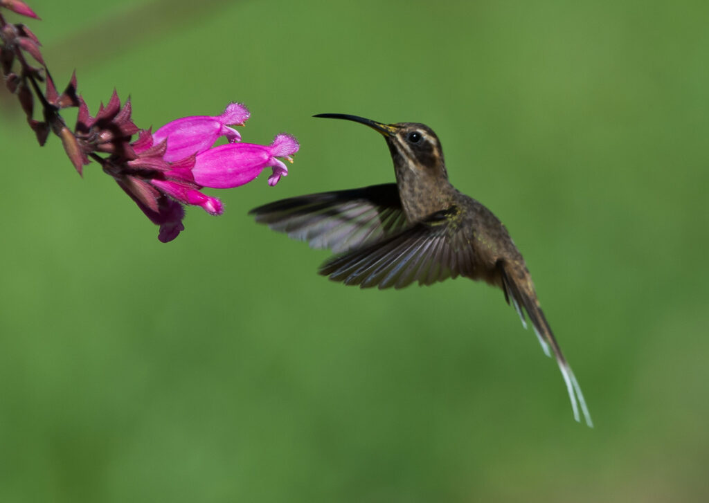 Atlantic Rainforest - HERMIT