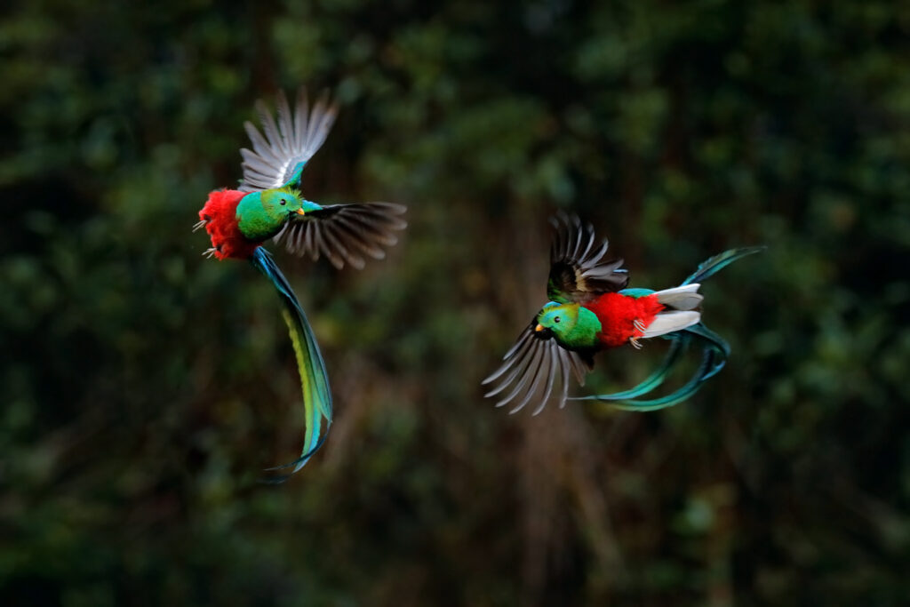 Quetzal - Costa Rica