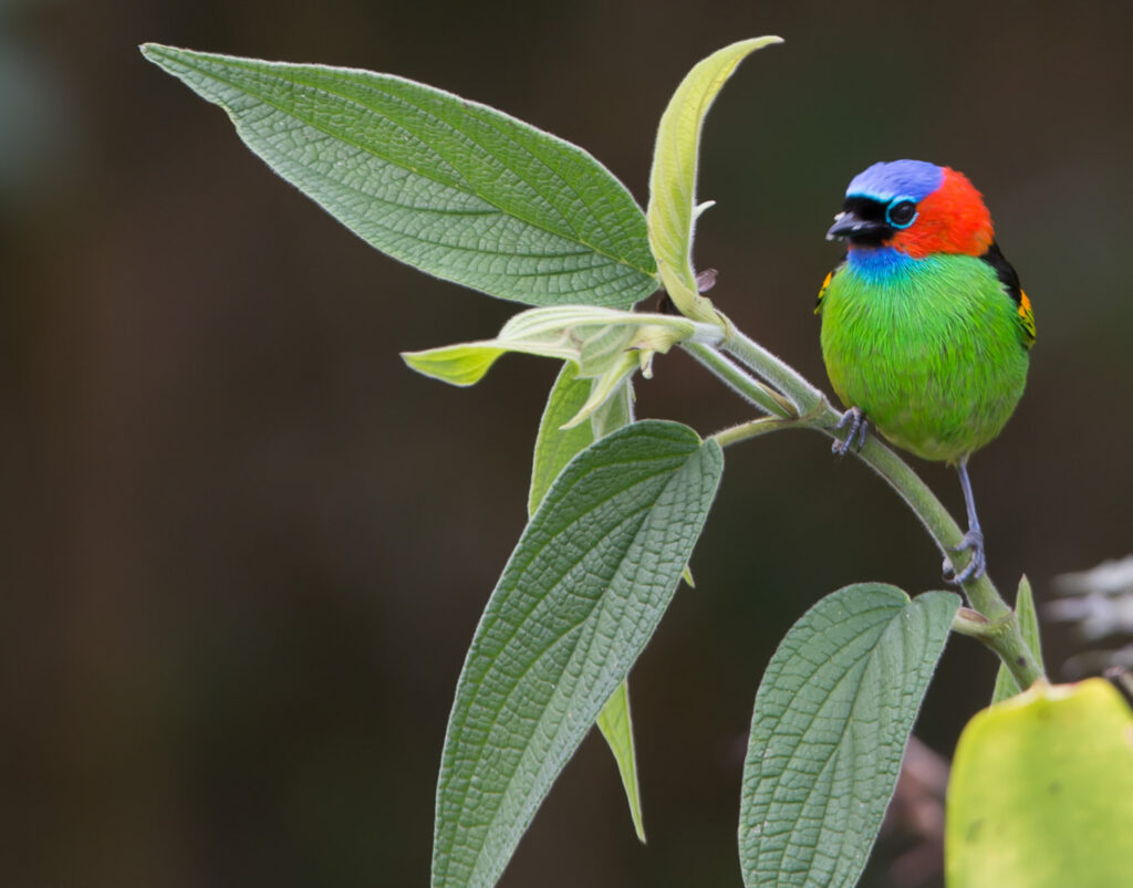 Mata Atlântica RED NECKED TANAGER