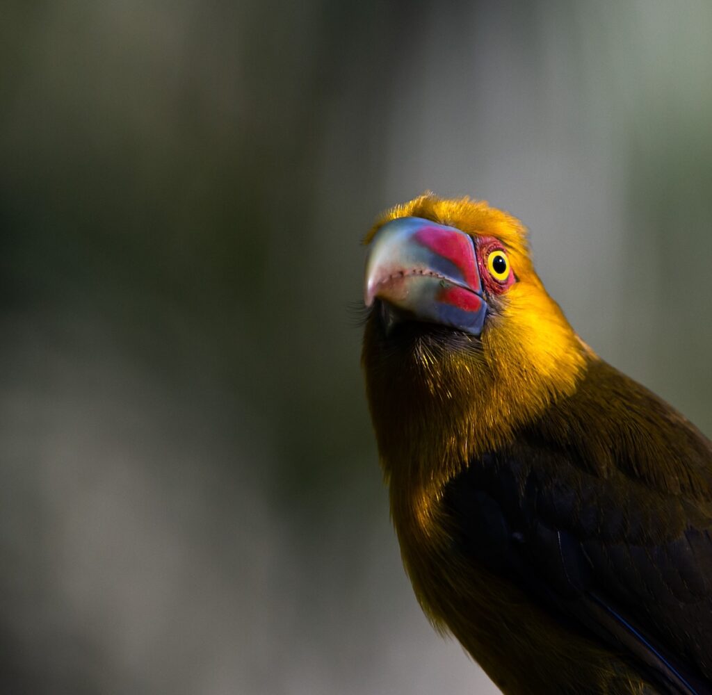 Mata Atlântica - Safron Toucanet
