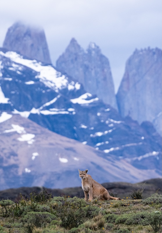 Puma Torres del Paine - Ricardo Casarin
