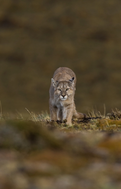 Puma Torres del Paine Chile Puma Torres del Paine Chile