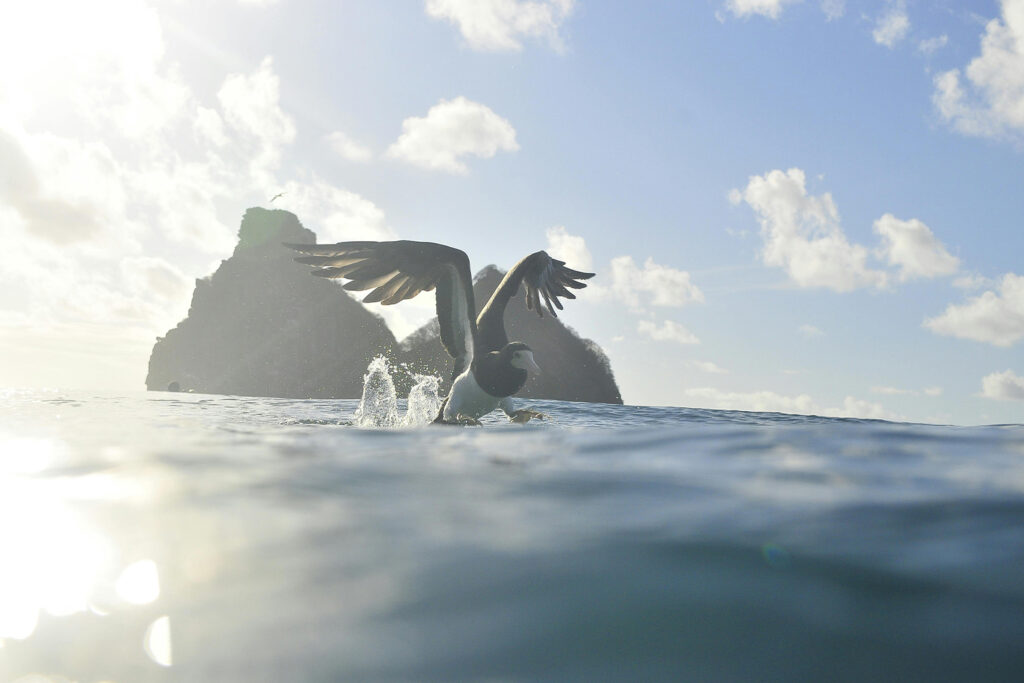 albatroz-fernando-de-noronha