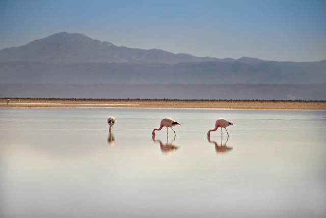 Atacama Chile