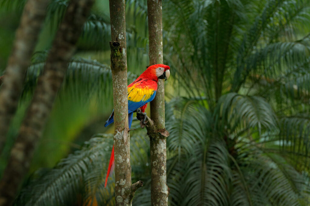 arara-arvore-costa-rica