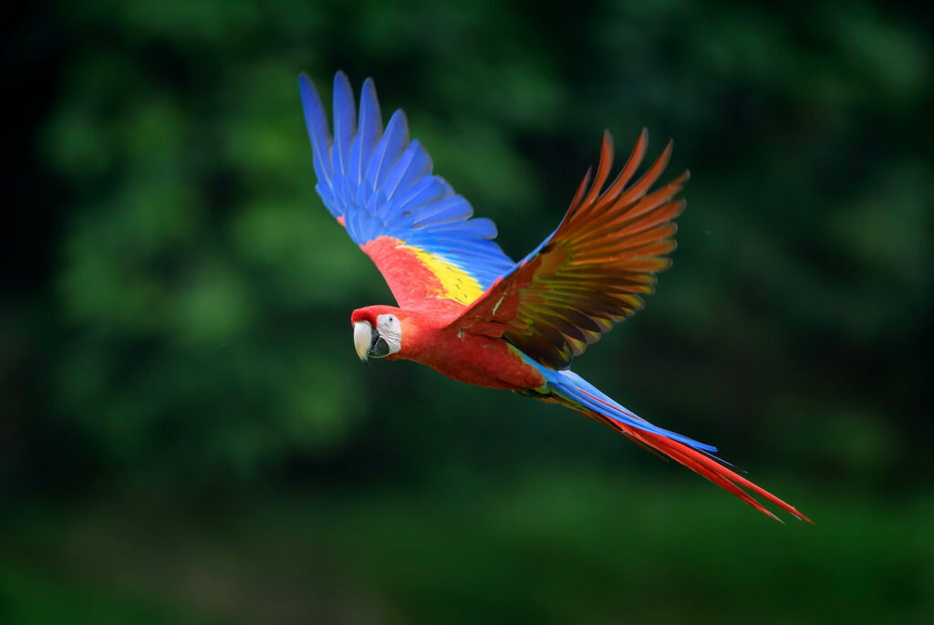 arara-costa-rica