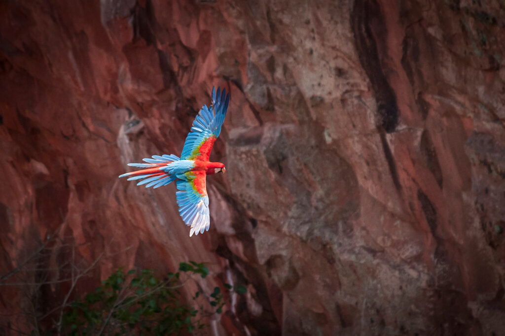 Macaw Bonito