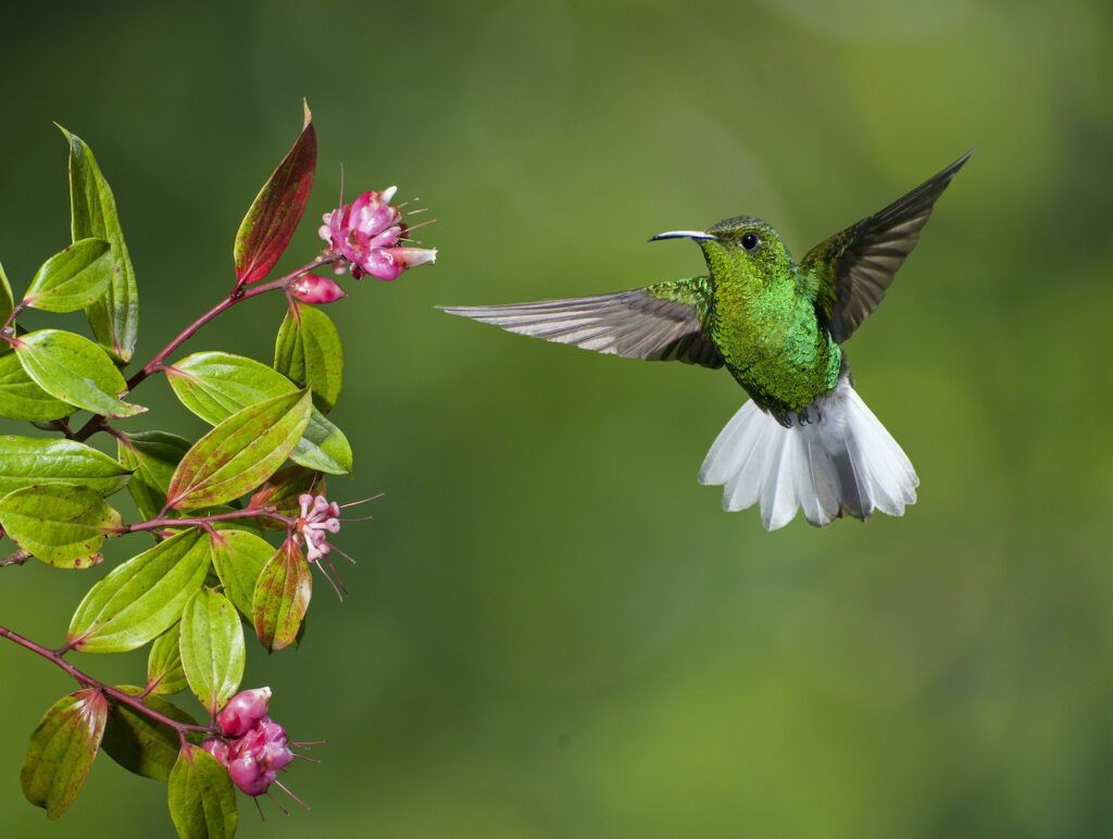 beija-flor-costa-rica