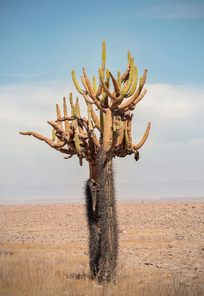 cacto-atacama