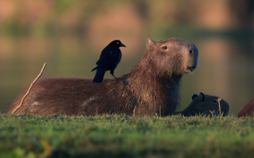capivara-pantanal