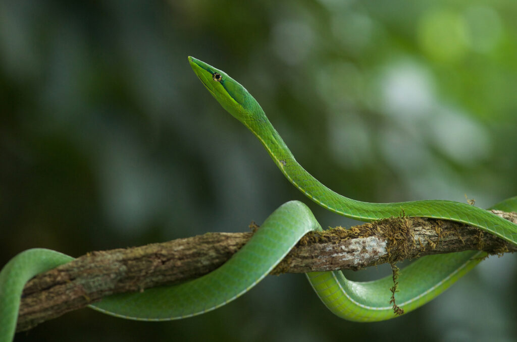 cobra-costa-rica