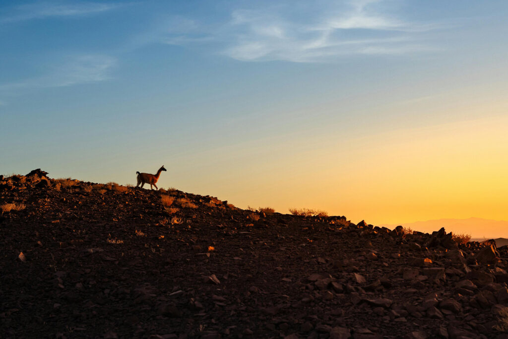 guanaco-deserto-atacama