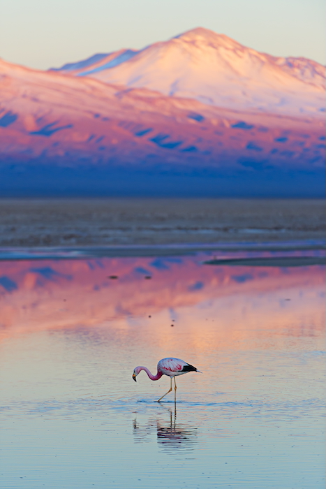 Wild Flamingo Atacama Wild Flamingo stands in a salt lagoon of Atacama desert, Chile