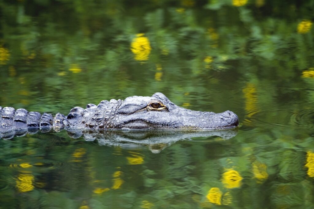 jacare-pantanal