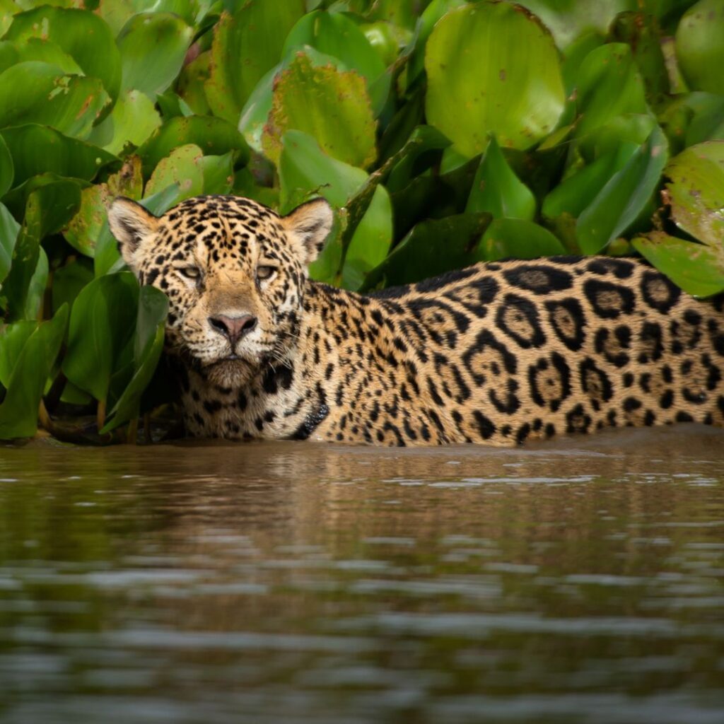jaguar-home jaguar-home