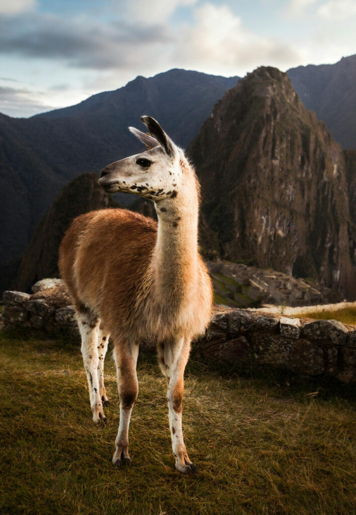 lhama-machu-picchu-peru