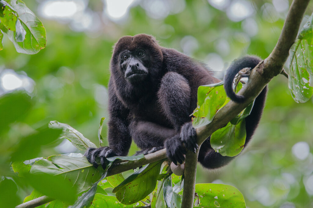 macaco-costa-rica
