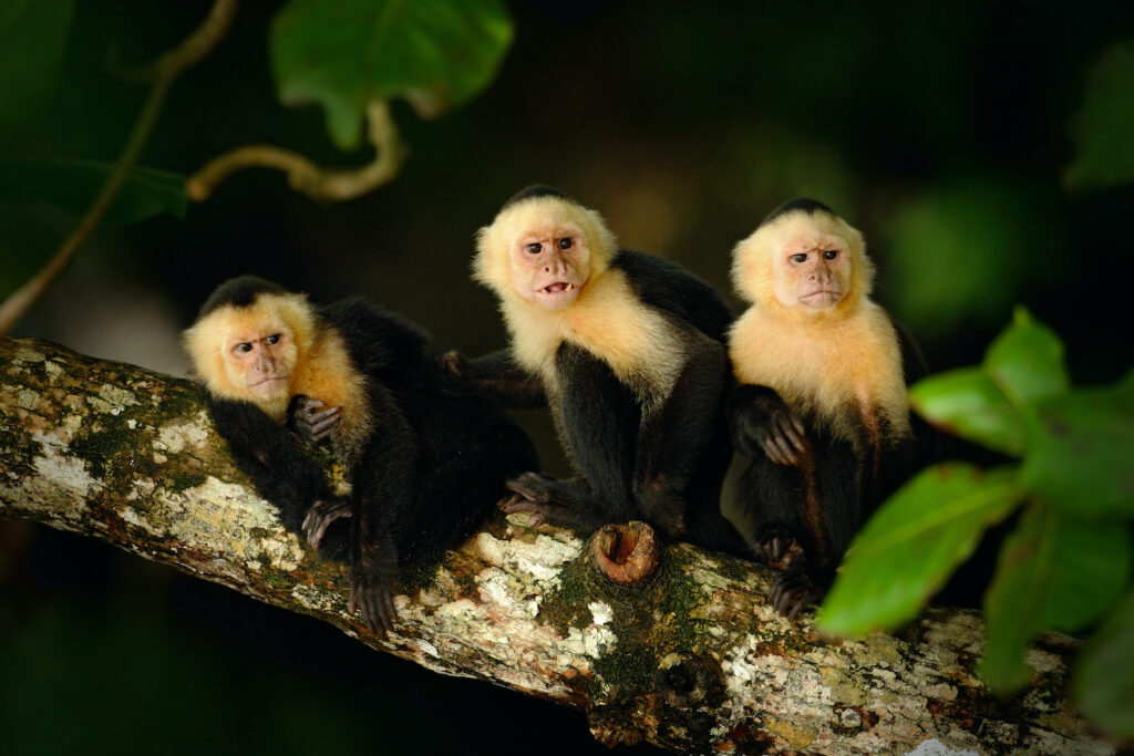 macaquinhos-costa-rica