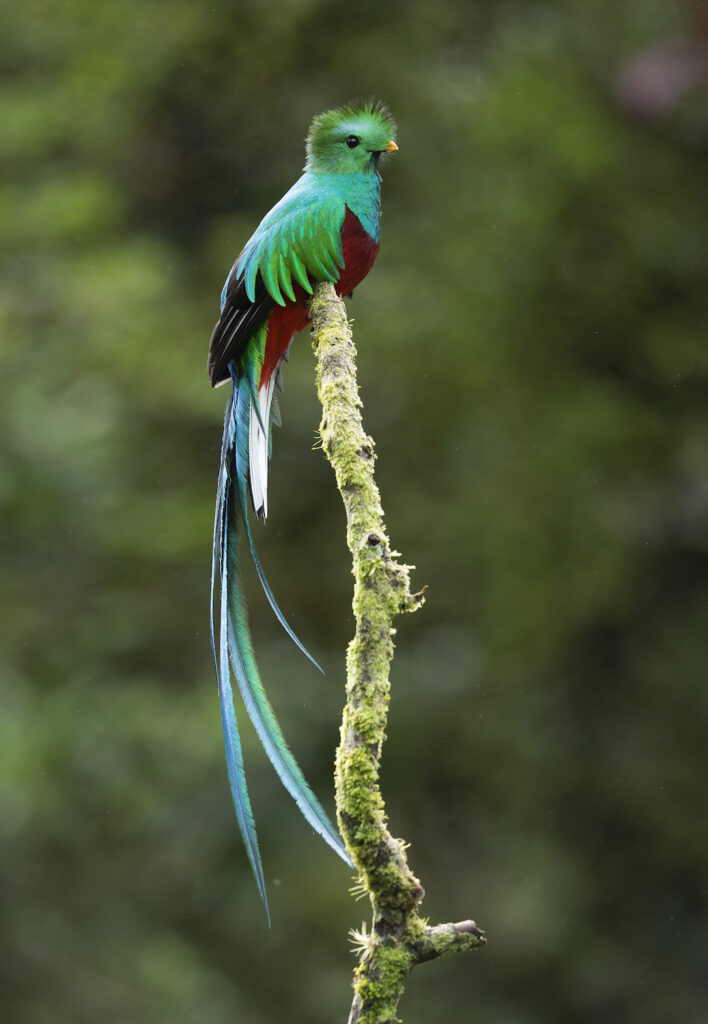 passaro-costa-rica