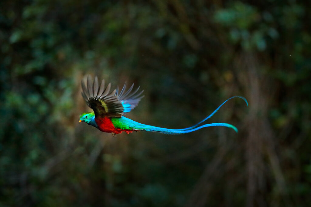 quetzal-guatemala