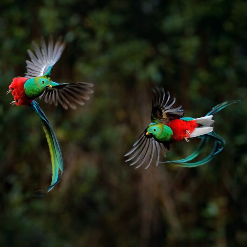 quetzal-home