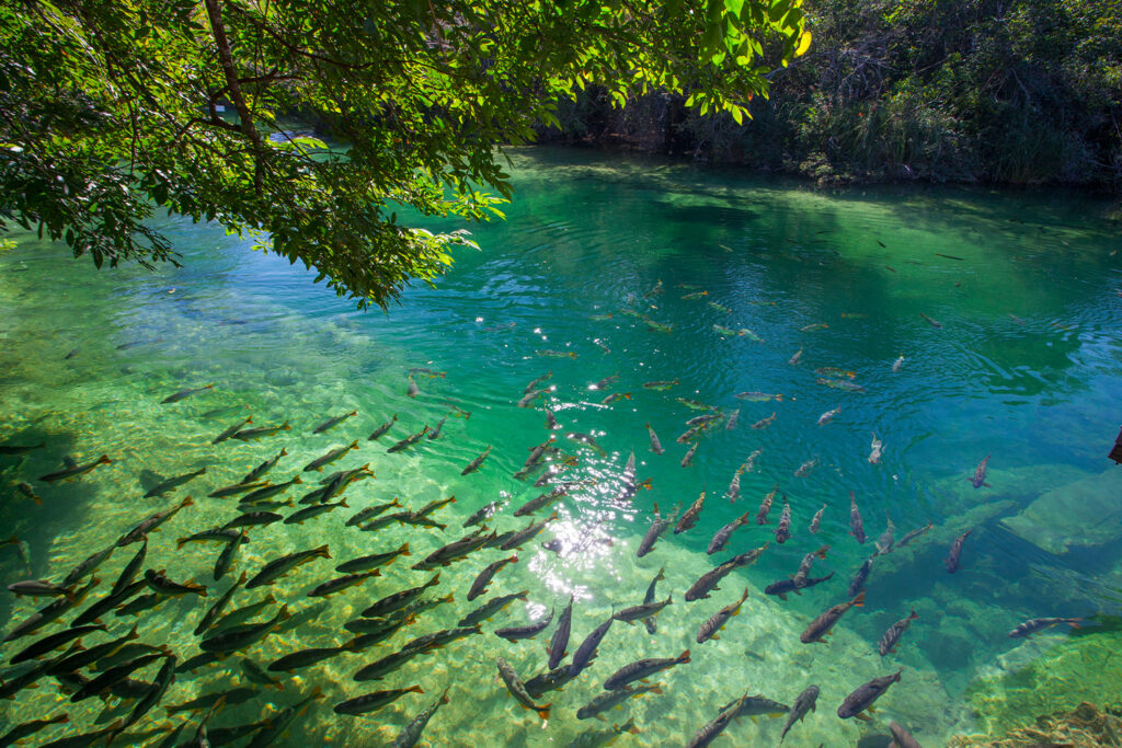 rio-formoso-bonito