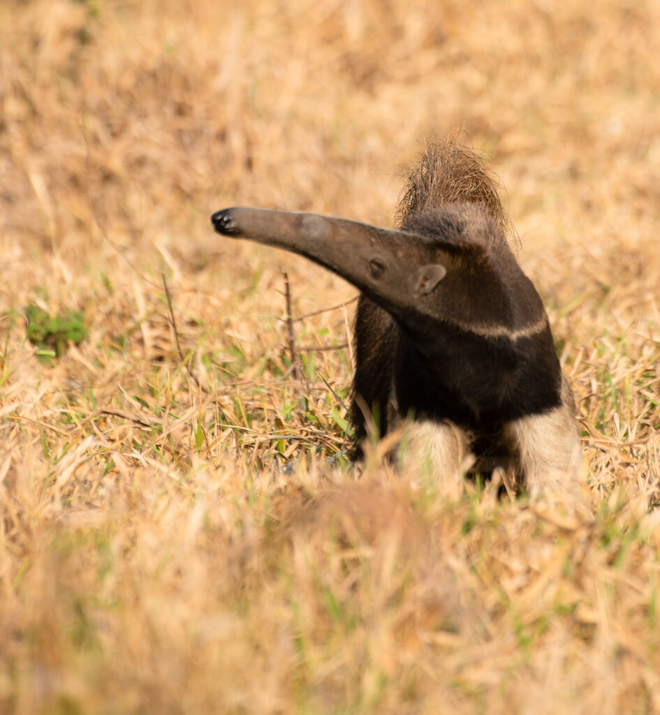 tamandua-pantanal