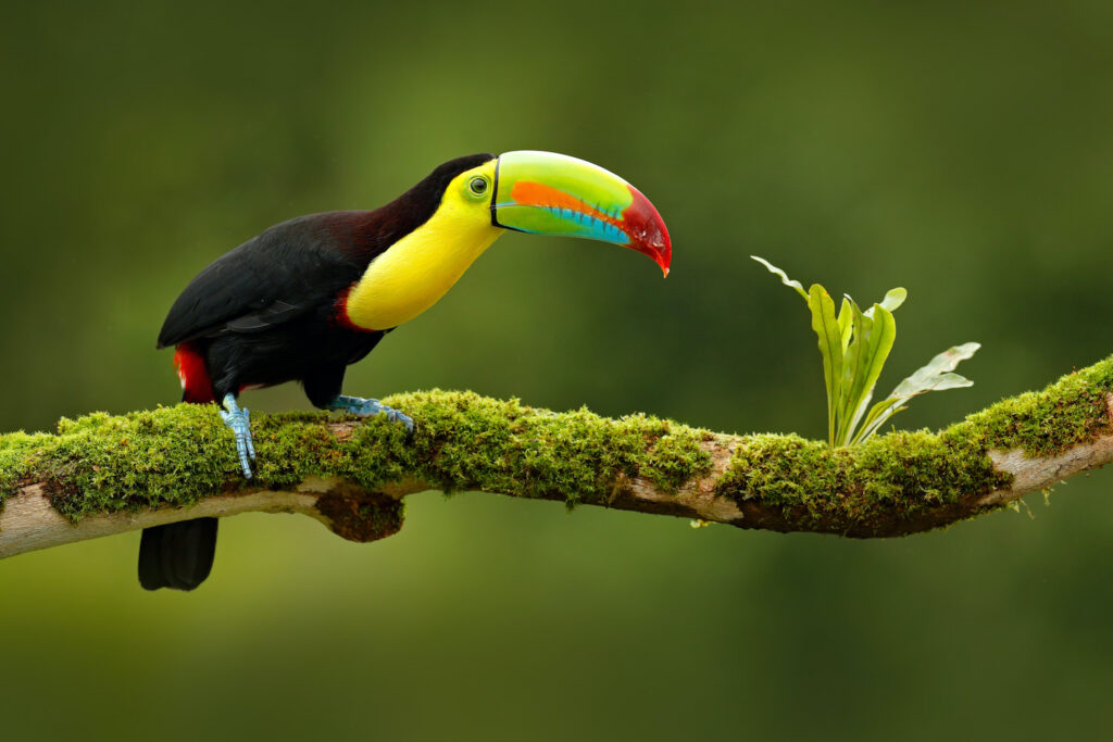 tucano-costa-rica