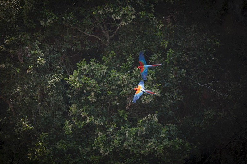 Brazil Bonito Arara Lear’s Macaw Red Blue Flying Nature Brazil Bonito Arara Lear’s Macaw Red Blue Flying Nature