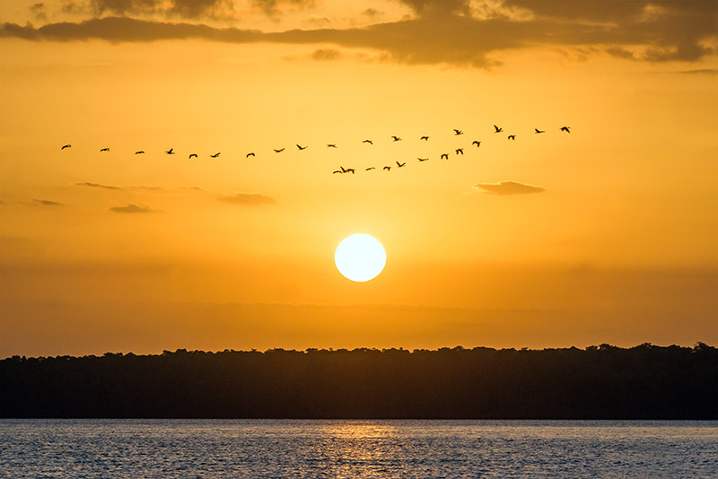 Brazil Lençóis Maranhenses Lagoons Sunset Birds