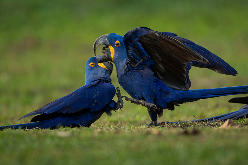 Brazil Pantanal Arara Lear's Macaw Blue Brazil Pantanal Arara Lear's Macaw Blue