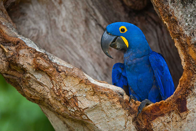 Brazil Pantanal Arara Lear's Macaw Blue Three Brazil Pantanal Arara Lear's Macaw Blue Three