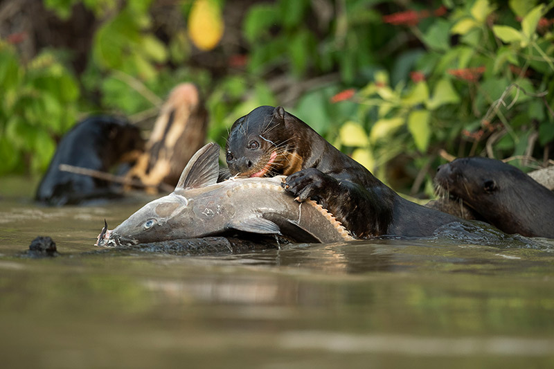 Brazil Pantanal Ariranha Giant Otter Hunting River Brazil-Pantanal-Ariranha-Giant-Otter-Hunting-River