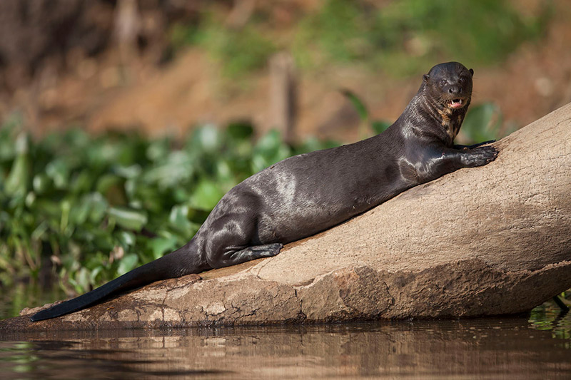 Brazil Pantanal Ariranha Giant Otter River Brazil Pantanal Ariranha Giant Otter River