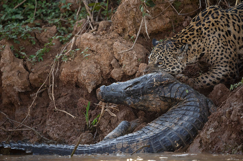 Brazil Pantanal Jaguar Onça-Pintada Hunting Caiman Jacaré Brazil Pantanal Jaguar Onça-Pintada Hunting Caiman Jacaré