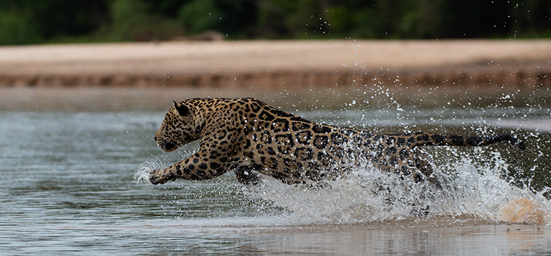 Brazil Pantanal Jaguar Onça-Pintada River Hunting Brazil Pantanal Jaguar Onça-Pintada River Hunting