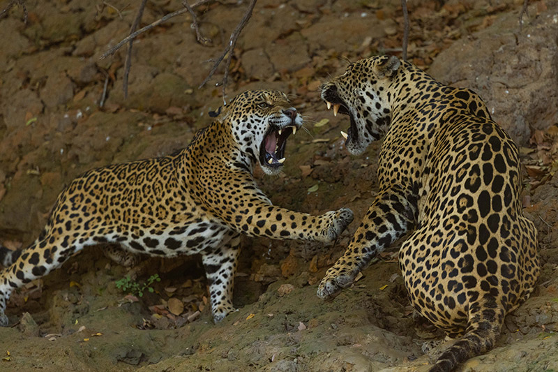 Brazil Pantanal Onça-pintada Jaguar Fight Confrontation Nature Fauna Brazil Pantanal Onça-pintada Jaguar Fight Confrontation Nature Fauna